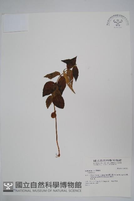 登錄號:S037271藏品圖，第1張