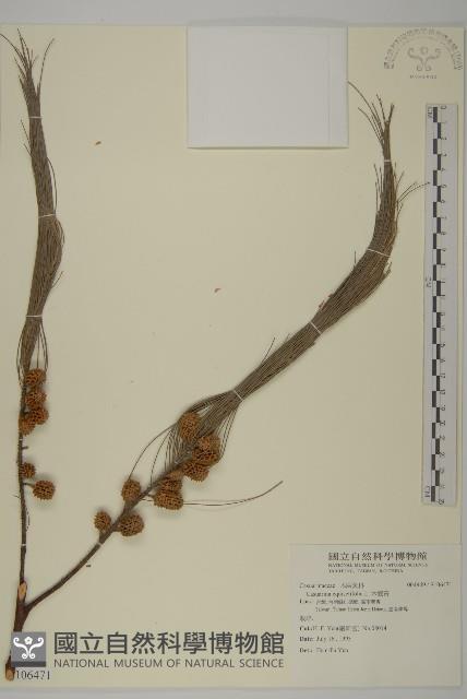 木麻黃藏品圖，第1張
