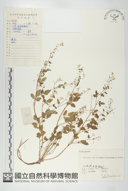 登錄號:S056471藏品圖，第1張