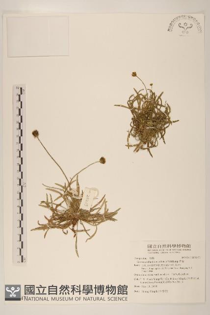 香茹藏品圖，第1張