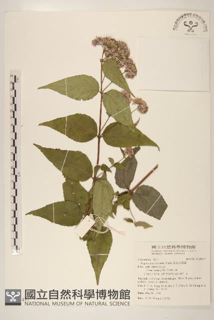 島田氏澤蘭藏品圖，第1張