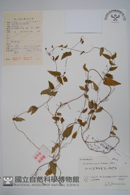 鷗蔓藏品圖，第1張