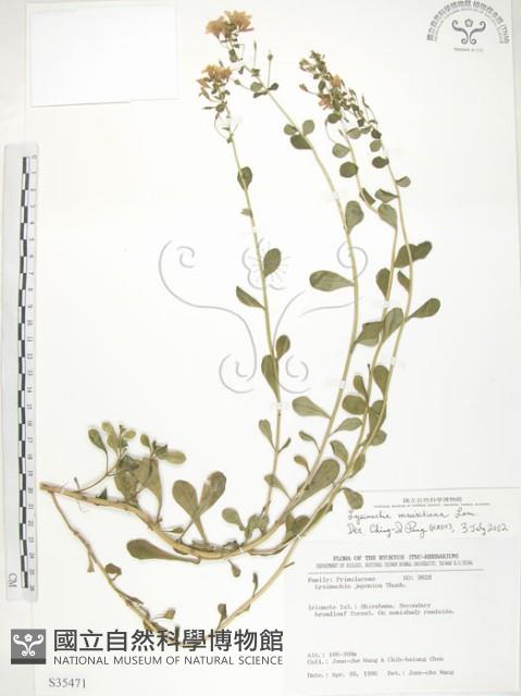 茅毛珍珠菜藏品圖，第1張