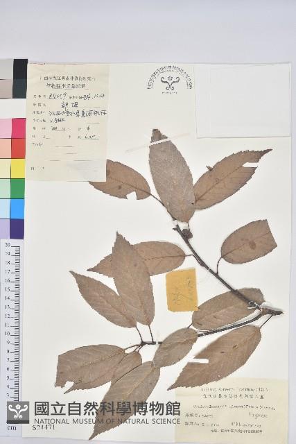 青剛櫟、鐵椆藏品圖，第1張