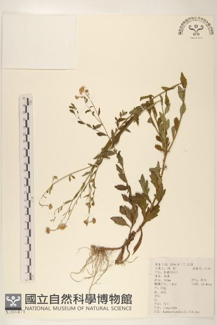 雞兒腸藏品圖，第1張