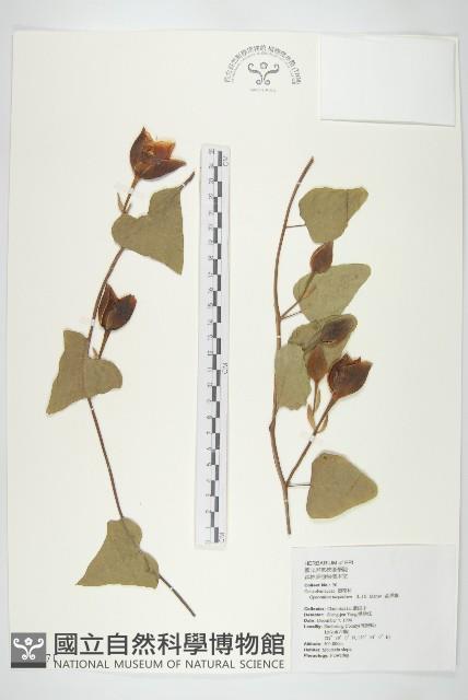 Accession Number:S034471 Collection Image, Figure 1, Total 2 Figures