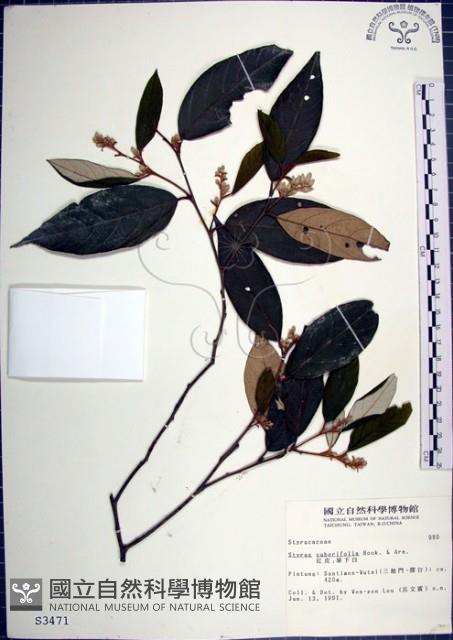 紅皮、葉下白、赤仔尾藏品圖，第1張