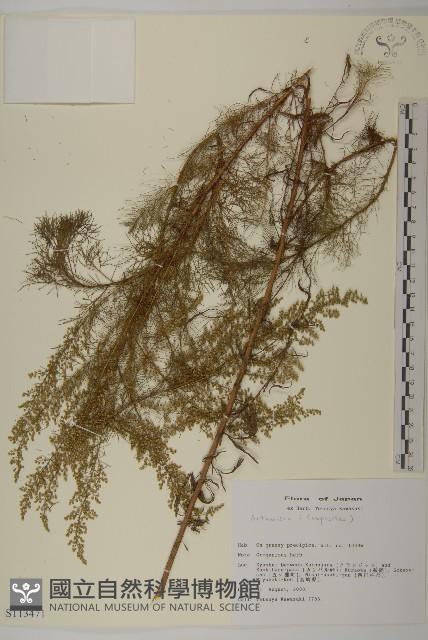 登錄號:S113471藏品圖，第1張