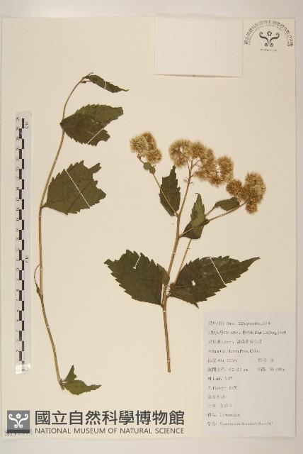 異葉澤蘭藏品圖，第1張