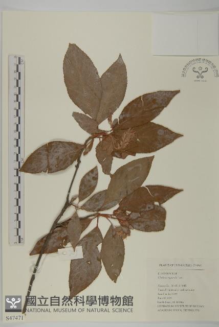 南嶺山柳藏品圖，第1張