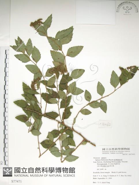 臺灣繡線菊藏品圖，第1張