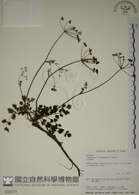 玉山茴香藏品圖，第1張