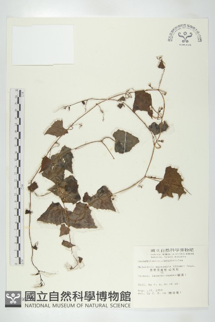 黑果馬交兒藏品圖，第1張