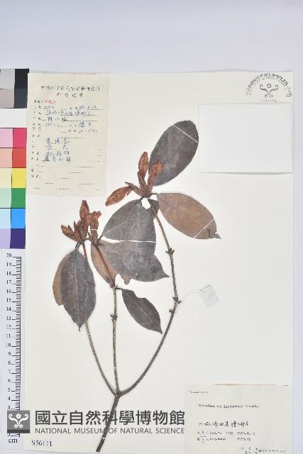 鹿角杜鵑、西施花、青紫木藏品圖，第1張