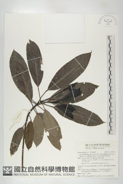 奧氏虎皮楠藏品圖，第1張