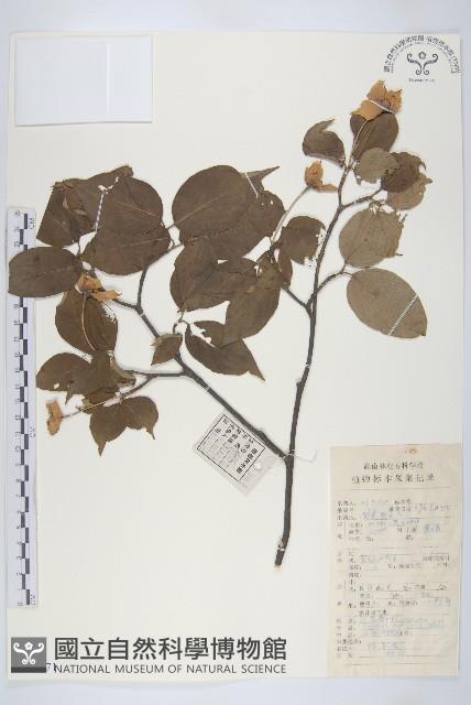 頭狀四照花藏品圖，第1張