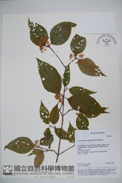 登錄號:S035171藏品圖，第1張