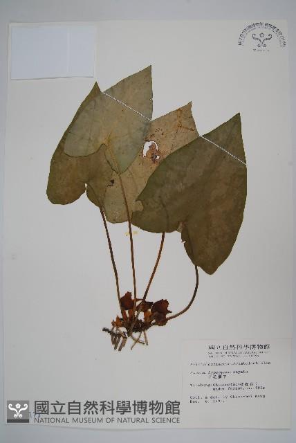 下花細辛藏品圖，第1張