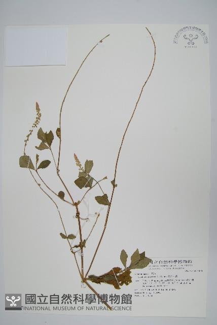 假川牛膝藏品圖，第1張