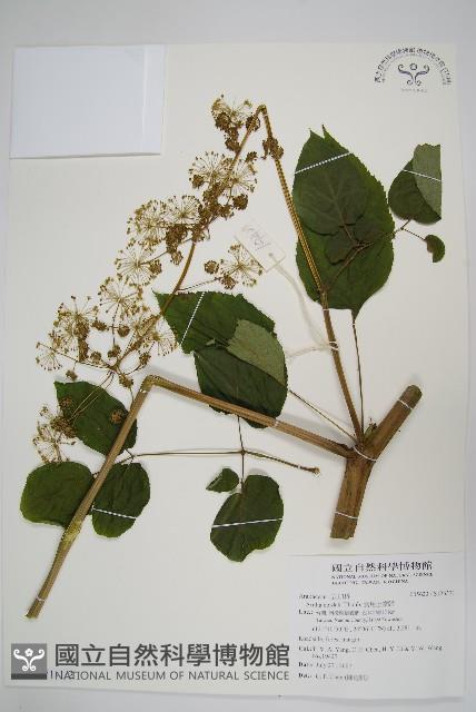 食用土當歸藏品圖，第1張