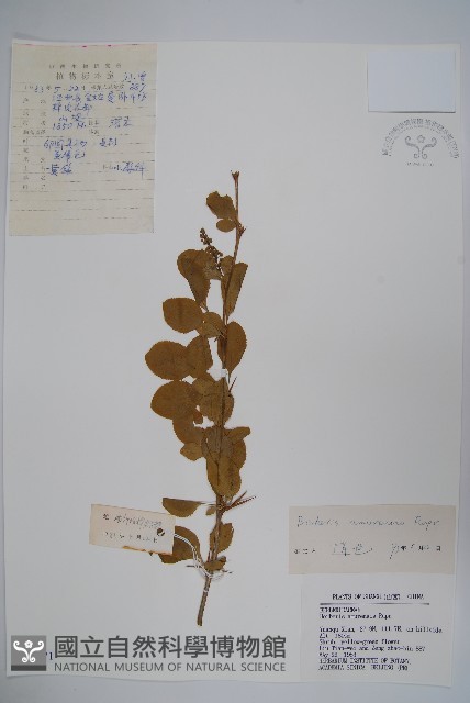 大葉小蘗藏品圖，第1張