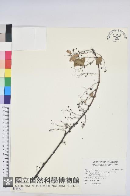 多花油柑、白仔藏品圖，第1張