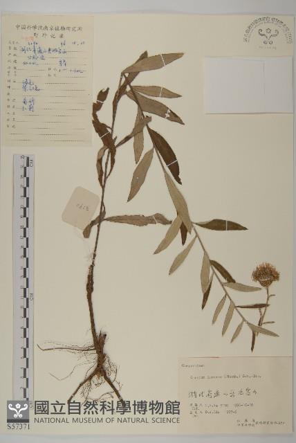 華薊藏品圖，第1張