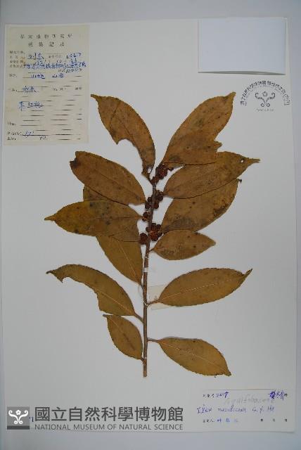 洞果冬青藏品圖，第1張