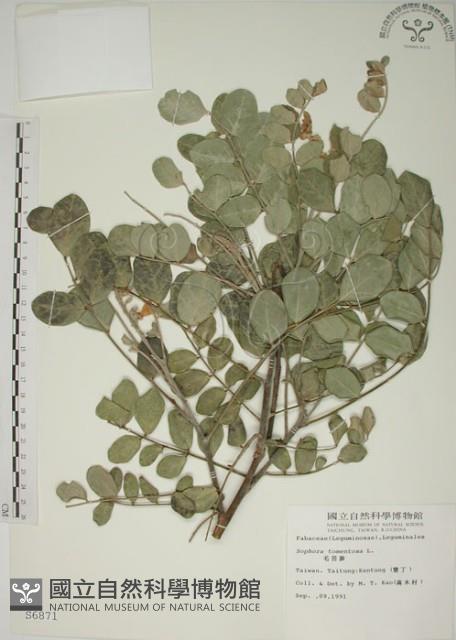 毛苦參藏品圖，第1張