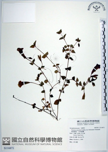 倒地蜈蚣、四角銅鑼藏品圖，第1張