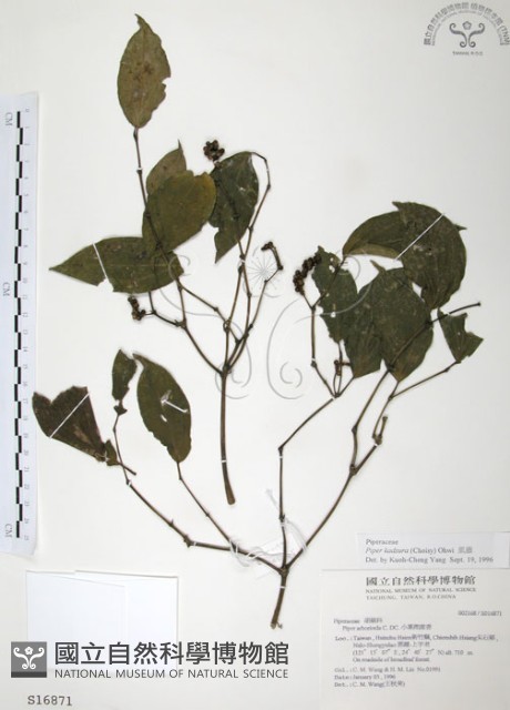 風藤藏品圖，第1張