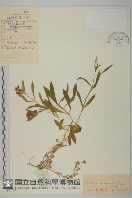 興安石竹藏品圖，第1張