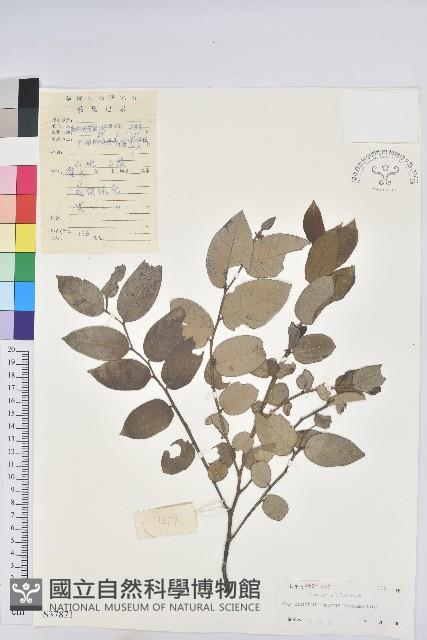 小返魂藏品圖，第1張