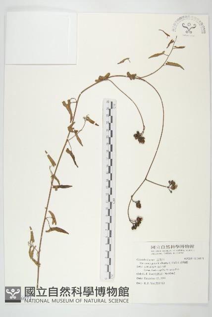 菜欒藤藏品圖，第1張