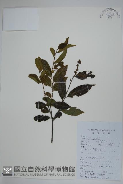 珊瑚冬青藏品圖，第1張