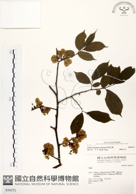 阿里山榆藏品圖，第1張