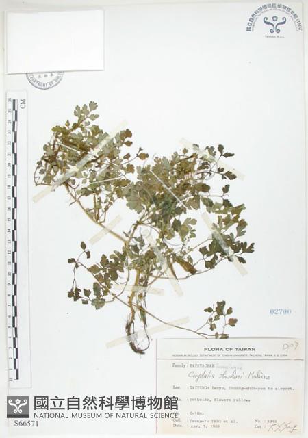 臺灣黃菫藏品圖，第1張