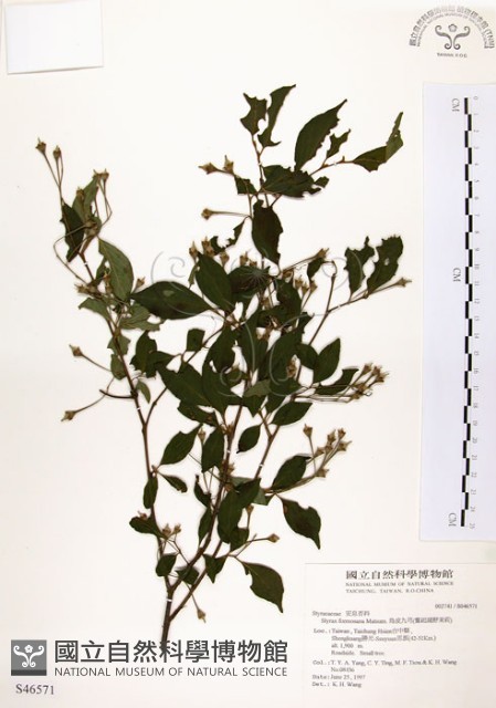 烏皮九芎、奮起湖野茉莉藏品圖，第1張