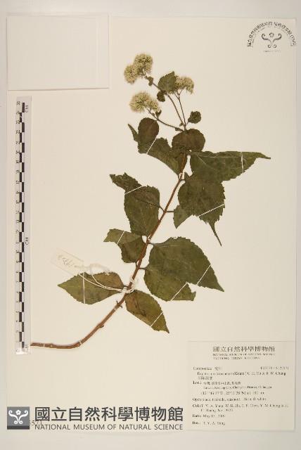 基隆澤蘭藏品圖，第1張