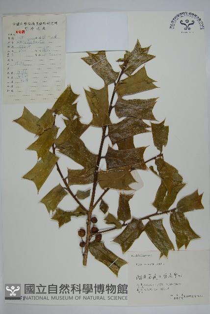 枸骨藏品圖，第1張