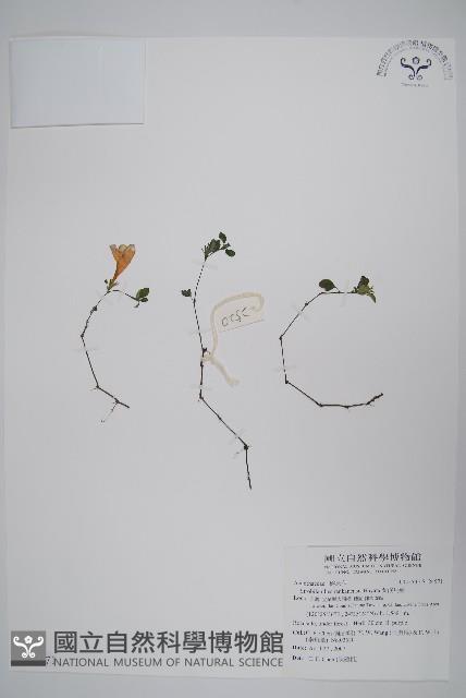 蘭嵌馬藍藏品圖，第1張