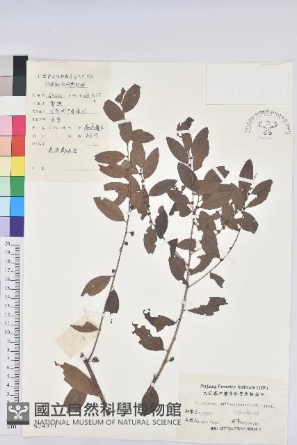 葉底珠、市蔥密花葉底珠藏品圖，第1張