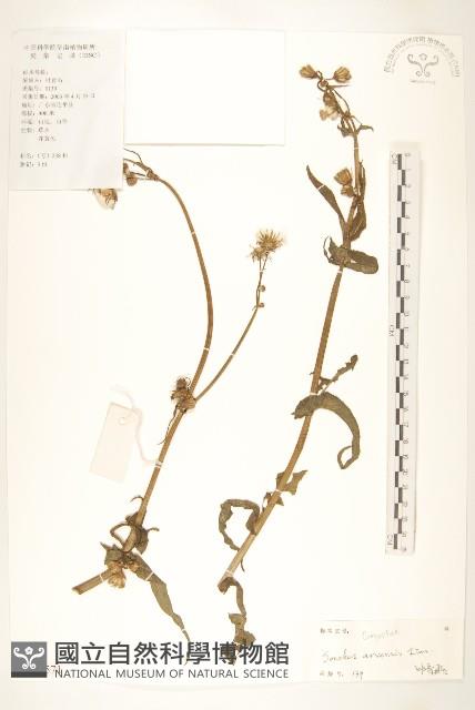 苦苣菜藏品圖，第1張