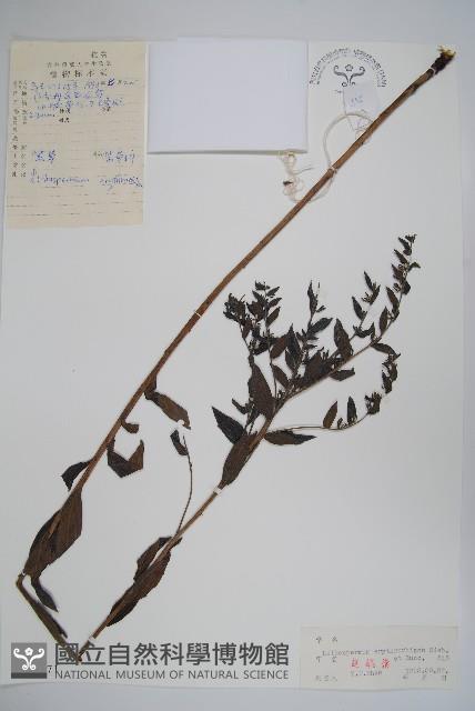 紫草藏品圖，第1張