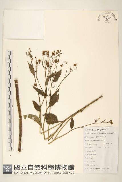 蒲兒根藏品圖，第1張