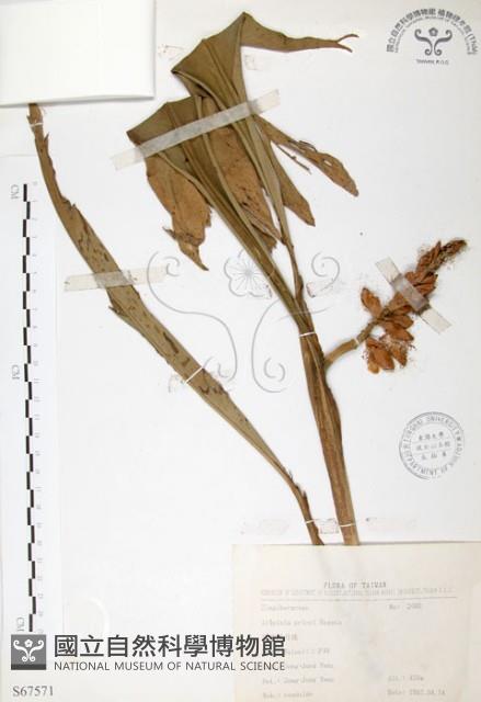 普萊氏月桃、短穗山姜藏品圖，第1張