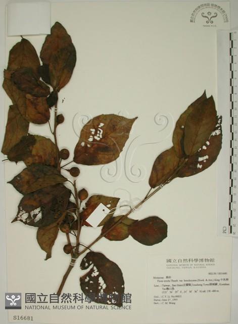 牛乳榕藏品圖，第1張