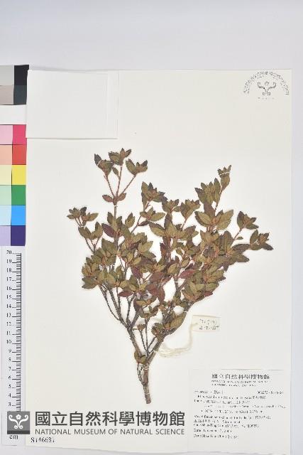 紅毛杜鵑藏品圖，第1張