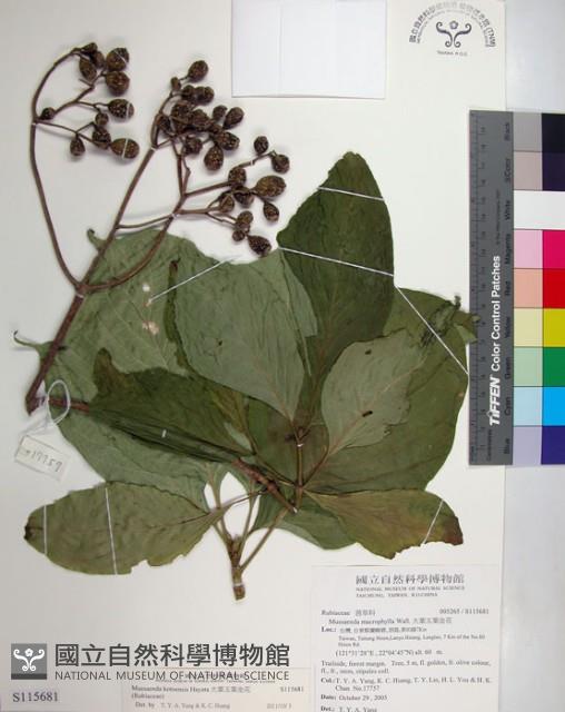 大葉玉葉金花藏品圖，第1張