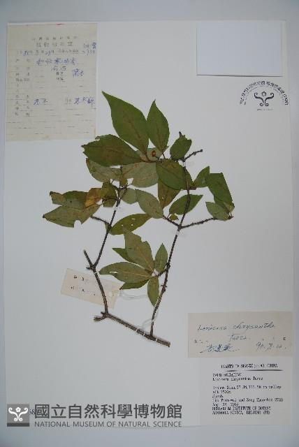 金花忍冬藏品圖，第1張